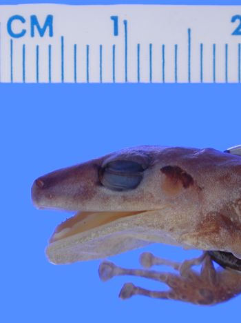 Media type: image; Herpetology A-96772
